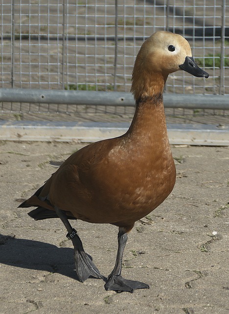 缺的